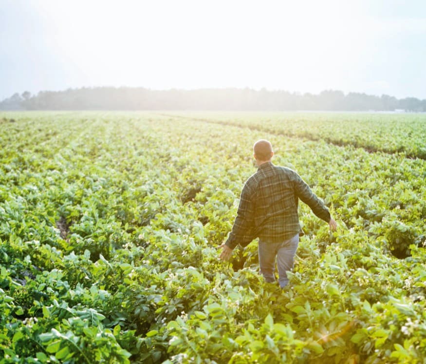 Aviko from farm to fork