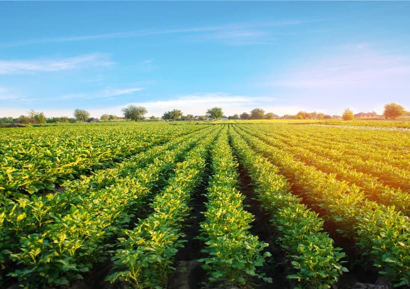 Potato fields